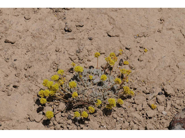 Eriogonum crosbyae (Crosby's buckwheat) #57467