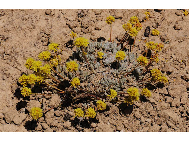Eriogonum crosbyae (Crosby's buckwheat) #57468