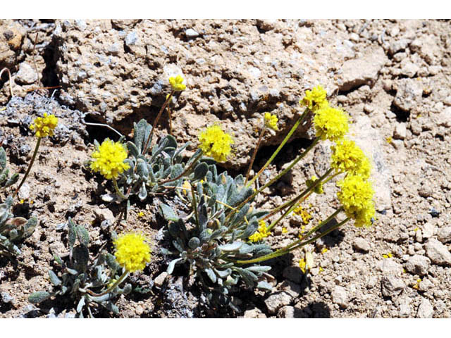 Eriogonum crosbyae (Crosby's buckwheat) #57470
