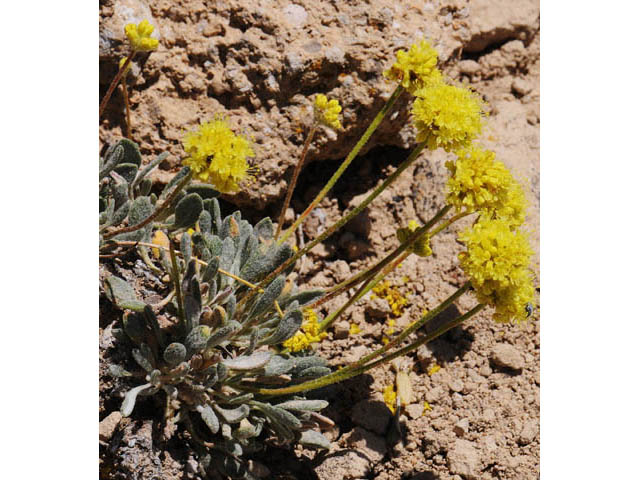 Eriogonum crosbyae (Crosby's buckwheat) #57471