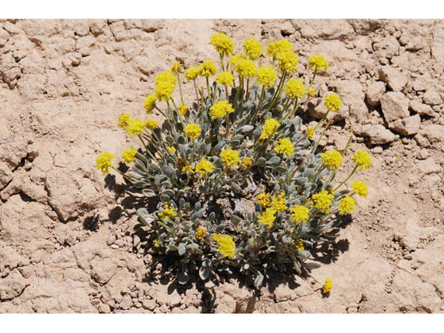 Eriogonum crosbyae (Crosby's buckwheat) #57472