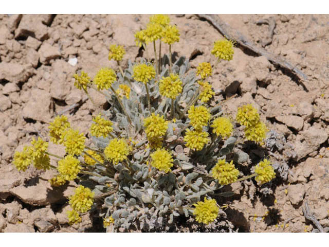 Eriogonum crosbyae (Crosby's buckwheat) #57473