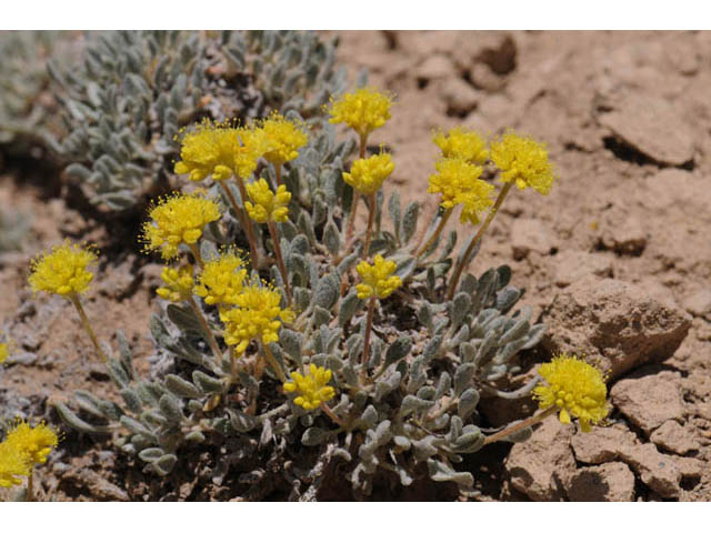 Eriogonum crosbyae (Crosby's buckwheat) #57475