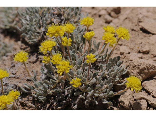 Eriogonum crosbyae (Crosby's buckwheat) #57476