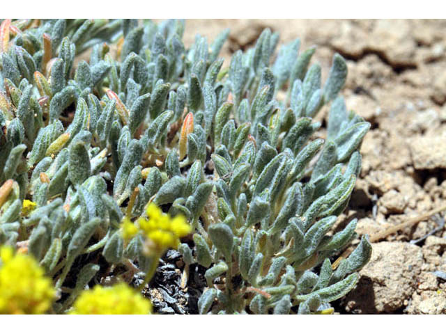 Eriogonum crosbyae (Crosby's buckwheat) #57481