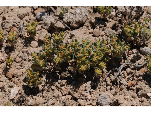 Eriogonum darrovii (Carrot buckwheat) #57483