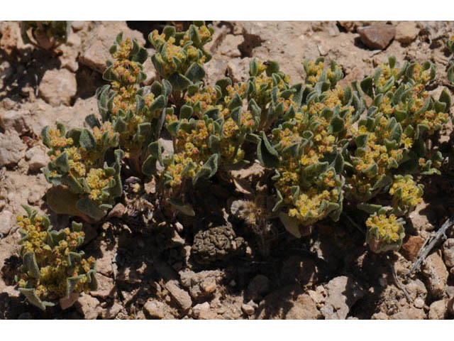 Eriogonum darrovii (Carrot buckwheat) #57484