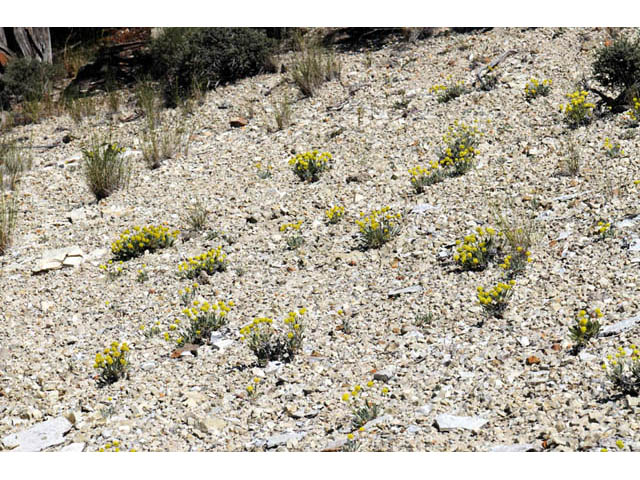 Eriogonum desertorum (Great basin desert buckwheat) #57525