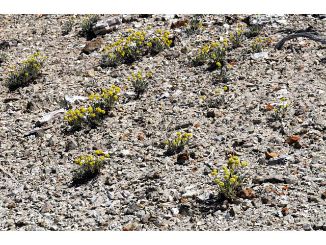 Eriogonum desertorum (Great basin desert buckwheat) #57526