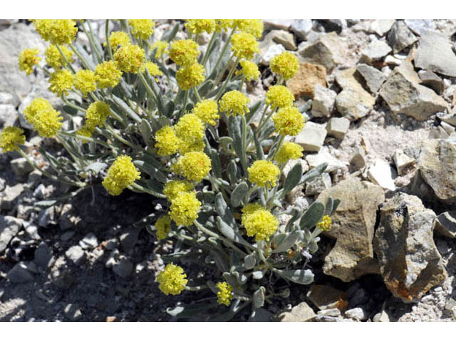 Eriogonum desertorum (Great basin desert buckwheat) #57527