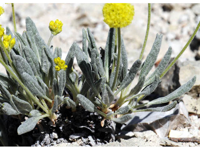Eriogonum desertorum (Great basin desert buckwheat) #57528