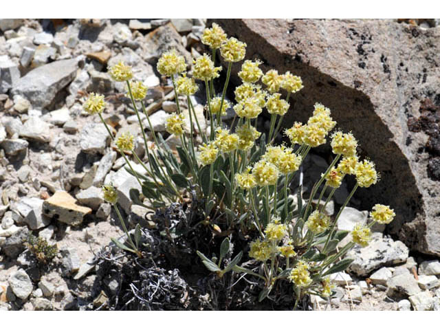 Eriogonum desertorum (Great basin desert buckwheat) #57534