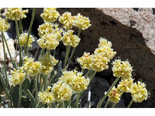 Eriogonum desertorum (Great basin desert buckwheat) #57535