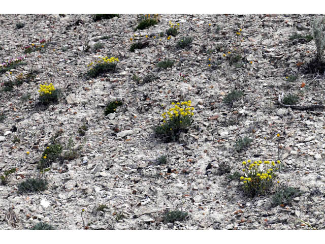 Eriogonum desertorum (Great basin desert buckwheat) #57537