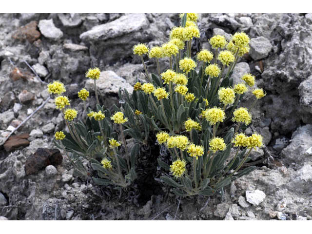 Eriogonum desertorum (Great basin desert buckwheat) #57540