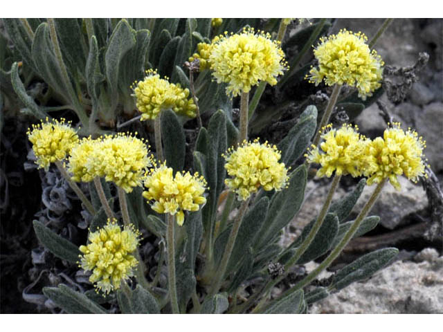 Eriogonum desertorum (Great basin desert buckwheat) #57541