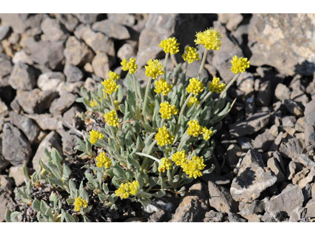 Eriogonum desertorum (Great basin desert buckwheat) #57542