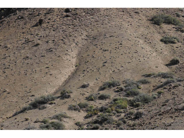 Eriogonum desertorum (Great basin desert buckwheat) #57543