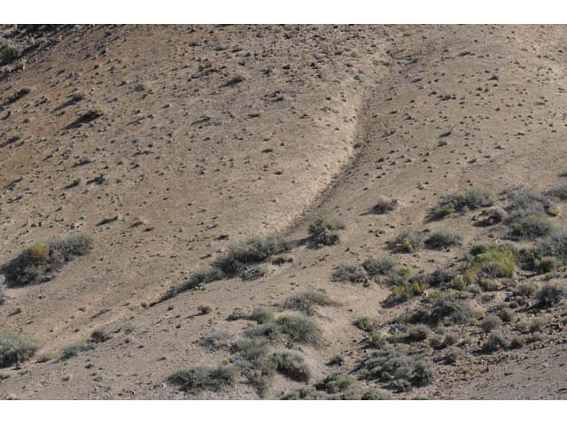 Eriogonum desertorum (Great basin desert buckwheat) #57544