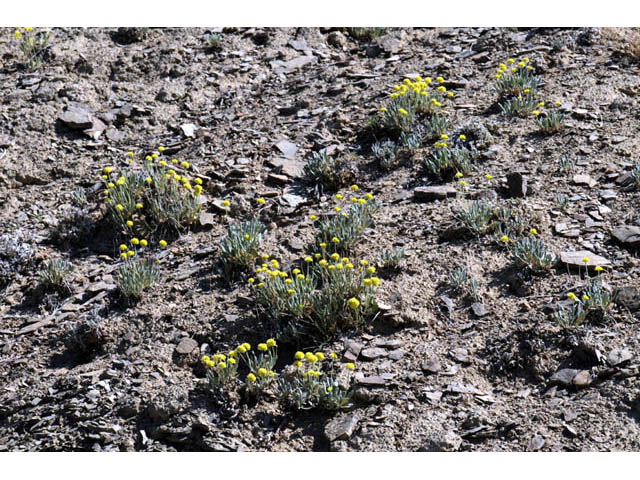 Eriogonum desertorum (Great basin desert buckwheat) #57545