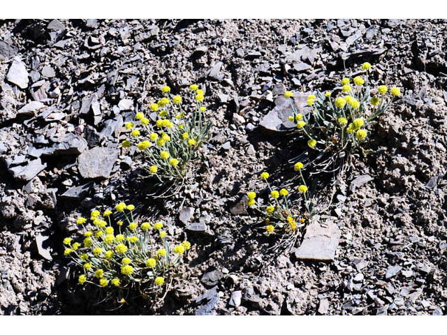 Eriogonum desertorum (Great basin desert buckwheat) #57546