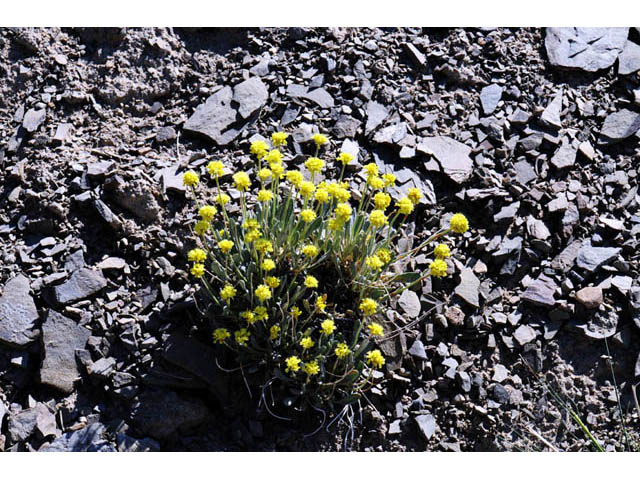 Eriogonum desertorum (Great basin desert buckwheat) #57547