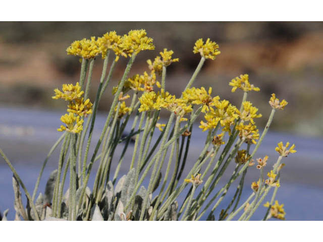 Eriogonum desertorum (Great basin desert buckwheat) #57548