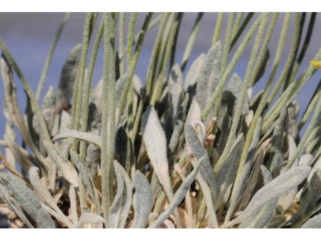 Eriogonum desertorum (Great basin desert buckwheat) #57549