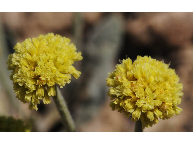Eriogonum desertorum (Great basin desert buckwheat) #57554