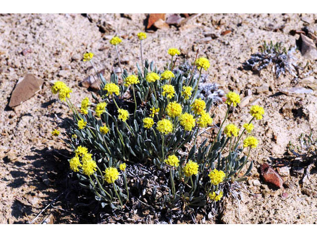 Eriogonum desertorum (Great basin desert buckwheat) #57559