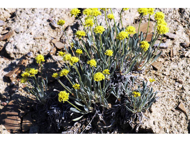 Eriogonum desertorum (Great basin desert buckwheat) #57560