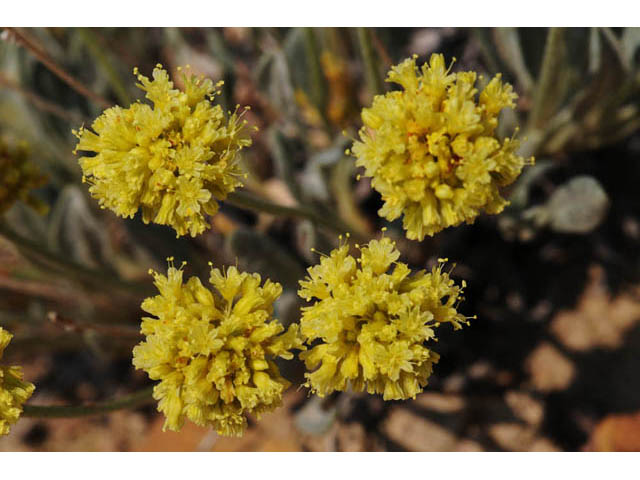 Eriogonum desertorum (Great basin desert buckwheat) #57561