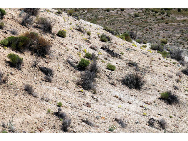 Eriogonum desertorum (Great basin desert buckwheat) #57564