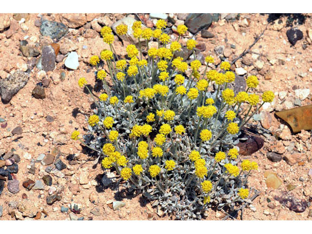 Eriogonum desertorum (Great basin desert buckwheat) #57565