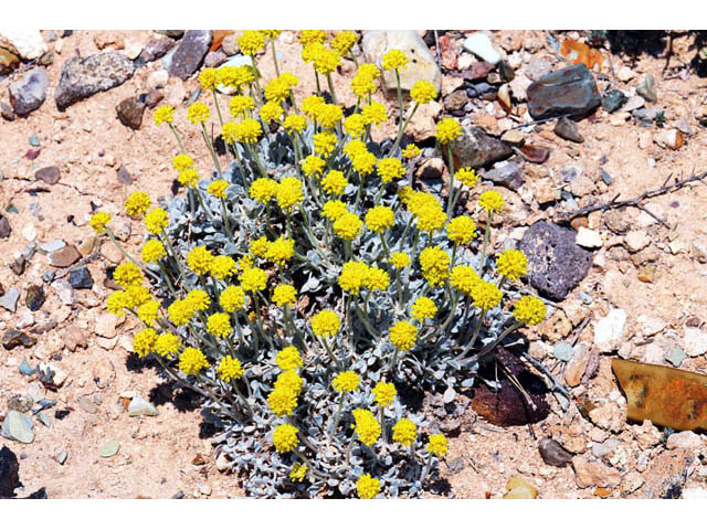Eriogonum desertorum (Great basin desert buckwheat) #57566