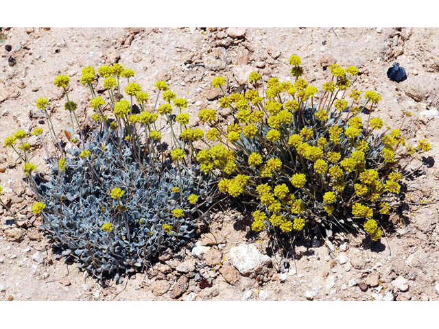 Eriogonum desertorum (Great basin desert buckwheat) #57567