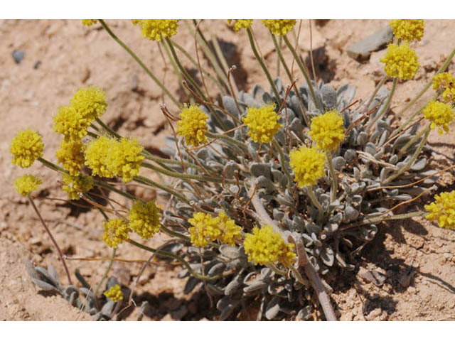 Eriogonum desertorum (Great basin desert buckwheat) #57568