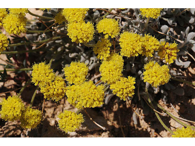 Eriogonum desertorum (Great basin desert buckwheat) #57569