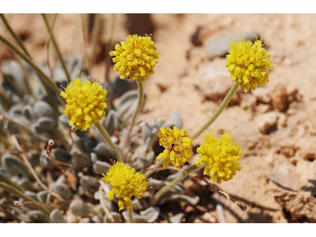 Eriogonum desertorum (Great basin desert buckwheat) #57571