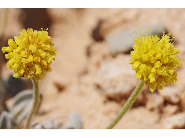 Eriogonum desertorum (Great basin desert buckwheat) #57572