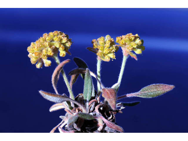 Eriogonum flavum var. flavum (Alpine golden buckwheat) #57591