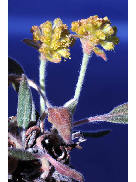 Eriogonum flavum var. flavum (Alpine golden buckwheat) #57593