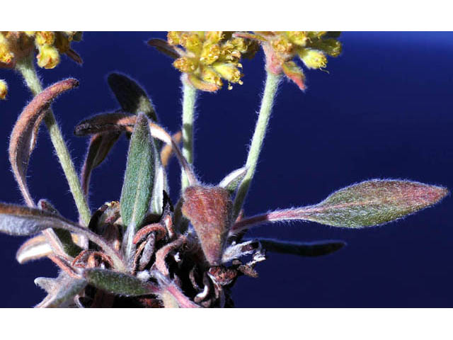 Eriogonum flavum var. flavum (Alpine golden buckwheat) #57595