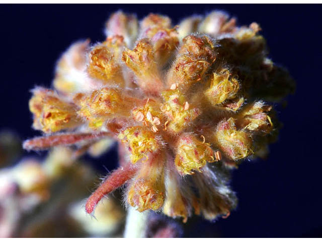 Eriogonum flavum var. flavum (Alpine golden buckwheat) #57596