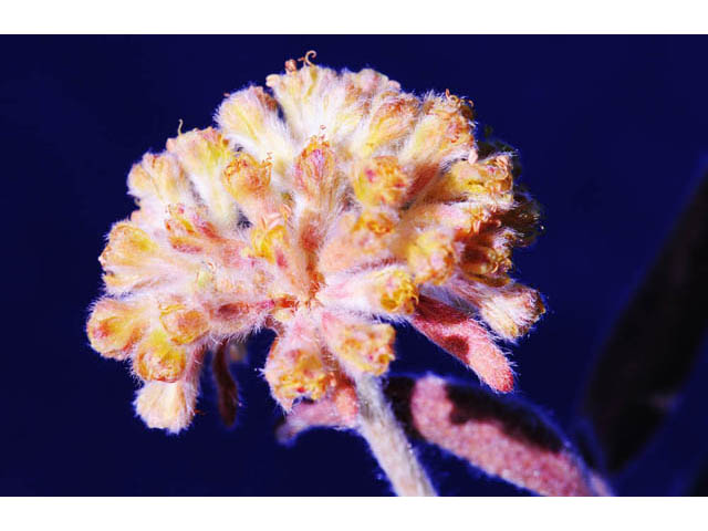 Eriogonum flavum var. flavum (Alpine golden buckwheat) #57598