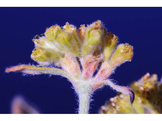 Eriogonum flavum var. flavum (Alpine golden buckwheat) #57600