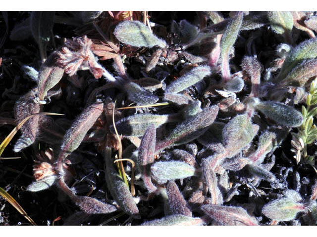 Eriogonum flavum var. flavum (Alpine golden buckwheat) #57602