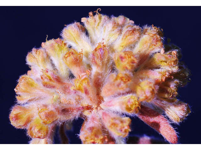 Eriogonum flavum (Alpine golden buckwheat) #57612
