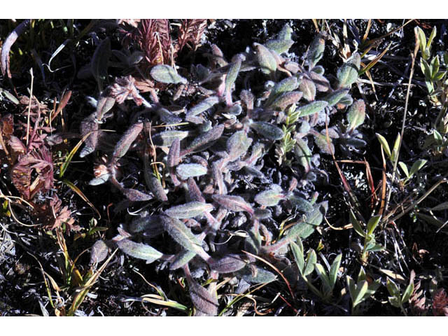 Eriogonum flavum (Alpine golden buckwheat) #57614