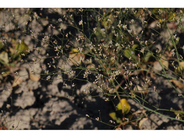 Eriogonum gordonii (Gordon's wild buckwheat) #57618